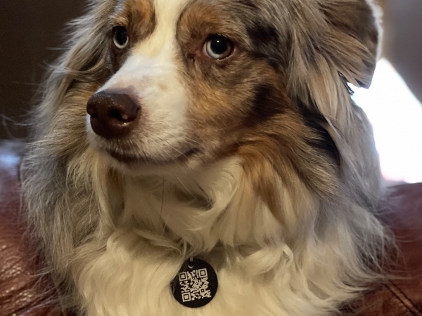 Pet Tag